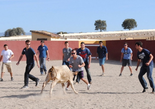 Diversion con la vaquilla